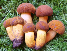 牛肝菌的營養(yǎng)價(jià)值 牛肝菌的功效與作用 牛肝菌的營養(yǎng)價(jià)值 牛肝菌的功效與作用