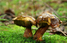 牛肝菌的營養(yǎng)價(jià)值 牛肝菌的功效與作用 牛肝菌的營養(yǎng)價(jià)值 牛肝菌的功效與作用