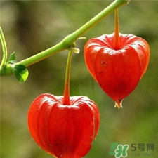 燈籠果的皮可以吃嗎?燈籠果的皮有什么好處? 燈籠果的皮可以吃嗎?燈籠果的皮有什么好處?