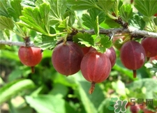 燈籠果的皮可以吃嗎?燈籠果的皮有什么好處? 燈籠果的皮可以吃嗎?燈籠果的皮有什么好處?