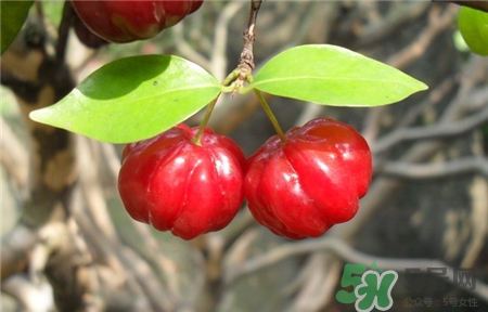 燈籠果的皮可以吃嗎?燈籠果的皮有什么好處? 燈籠果的皮可以吃嗎?燈籠果的皮有什么好處?