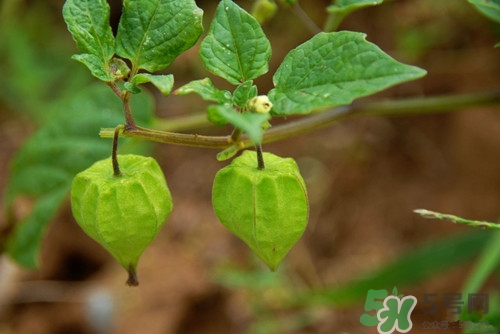 經(jīng)期能吃燈籠果嗎?經(jīng)期吃燈籠果好嗎 經(jīng)期能吃燈籠果嗎?經(jīng)期吃燈籠果好嗎