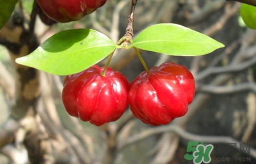 經(jīng)期能吃燈籠果嗎?經(jīng)期吃燈籠果好嗎 經(jīng)期能吃燈籠果嗎?經(jīng)期吃燈籠果好嗎