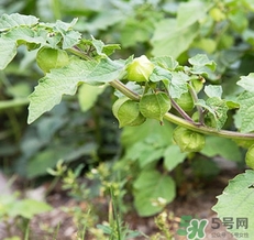 燈籠果不能和什么一起吃？燈籠果什么人不能吃？