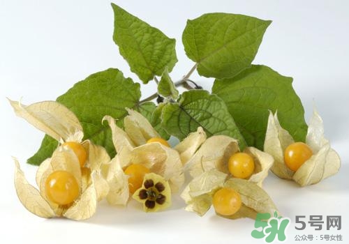 燈籠果是姑娘果嗎？燈籠果和姑娘果的區(qū)別