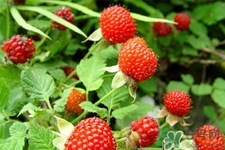 刺泡的藥用價值 刺泡的功效與作用 刺泡的藥用價值 刺泡的功效與作用