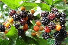 刺泡的藥用價值 刺泡的功效與作用 刺泡的藥用價值 刺泡的功效與作用