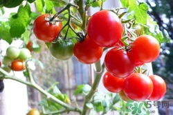 晚上吃圣女果好嗎?晚上吃圣女果會胖嗎 晚上吃圣女果好嗎?晚上吃圣女果會胖嗎