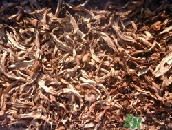 筍干怎么泡發(fā)嫩?筍干的做法大全介紹 筍干怎么泡發(fā)嫩?筍干的做法大全介紹