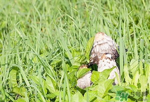 雞腿菇的營養(yǎng)價值 雞腿菇的功效與作用 雞腿菇的營養(yǎng)價值 雞腿菇的功效與作用
