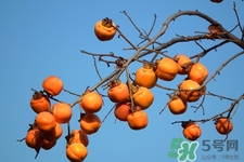 喝白酒能吃柿子嗎？喝白酒為什么不能吃柿子？