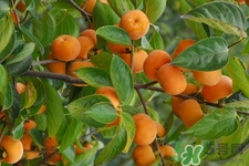 喝白酒能吃柿子嗎？喝白酒為什么不能吃柿子？