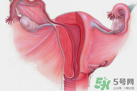 子宮小會(huì)影響生育嗎？子宮小會(huì)導(dǎo)致不孕嗎？