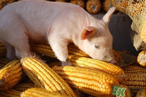 吃粗糧會脹氣嗎?吃粗糧脹氣怎么辦 吃粗糧會脹氣嗎?吃粗糧脹氣怎么辦