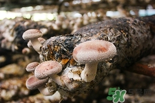 坐月子可以吃香菇嗎?坐月子吃香菇好嗎 坐月子可以吃香菇嗎?坐月子吃香菇好嗎