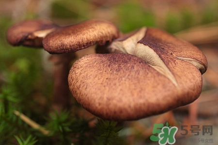 坐月子可以吃香菇嗎?坐月子吃香菇好嗎 坐月子可以吃香菇嗎?坐月子吃香菇好嗎