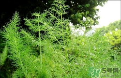 一歲寶寶能吃茴香嗎?寶寶吃茴香的好處 一歲寶寶能吃茴香嗎?寶寶吃茴香的好處