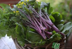 紅菜苔怎么處理?紅菜苔怎么做好吃 紅菜苔怎么處理?紅菜苔怎么做好吃