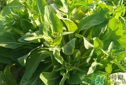 孕婦能不能吃白菜苔?孕婦吃白菜苔有什么好處 孕婦能不能吃白菜苔?孕婦吃白菜苔有什么好處