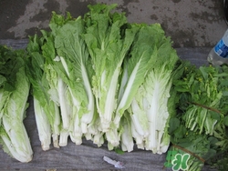 白菜苔的花可以吃嗎?白菜苔的花有什么作用 白菜苔的花可以吃嗎?白菜苔的花有什么作用