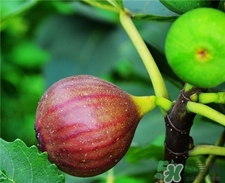 新鮮無花果下奶嗎?無花果可以催奶嗎? 新鮮無花果下奶嗎?無花果可以催奶嗎?