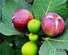 新鮮無花果下奶嗎?無花果可以催奶嗎? 新鮮無花果下奶嗎?無花果可以催奶嗎?