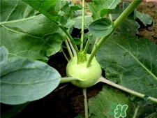 苤藍(lán)可以生吃嗎?苤藍(lán)怎么吃? 苤藍(lán)可以生吃嗎?苤藍(lán)怎么吃?