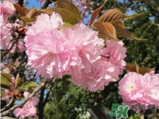 dhc是哪個(gè)國家的品牌？dhc是什么品牌的化妝品