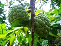 番荔枝孕婦能吃嗎?孕婦吃番荔枝好嗎 番荔枝孕婦能吃嗎?孕婦吃番荔枝好嗎