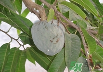 番荔枝孕婦能吃嗎?孕婦吃番荔枝好嗎 番荔枝孕婦能吃嗎?孕婦吃番荔枝好嗎