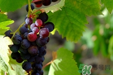 黑提和紅提哪個(gè)營養(yǎng)好?黑提和紅提的區(qū)別