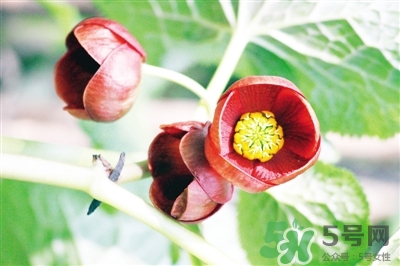 北川驢蹄草是什么?北川驢蹄草的功效與作用 北川驢蹄草是什么?北川驢蹄草的功效與作用