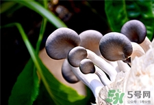 鳳尾菇的營(yíng)養(yǎng)價(jià)值 鳳尾菇的功效與作用 鳳尾菇的營(yíng)養(yǎng)價(jià)值 鳳尾菇的功效與作用