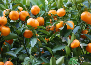 金錢橘孕婦能吃嗎？孕婦可以吃金錢橘嗎？