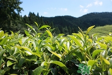 糖尿病喝茶好嗎?糖尿病喝什么茶好 糖尿病喝茶好嗎?糖尿病喝什么茶好