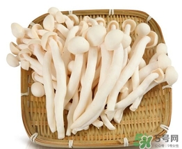 真姬菇的營養(yǎng)價(jià)值 真姬菇的功效與作用 真姬菇的營養(yǎng)價(jià)值 真姬菇的功效與作用