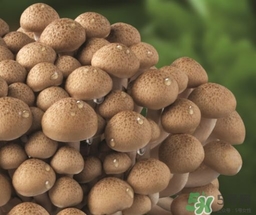 真姬菇的營養(yǎng)價(jià)值 真姬菇的功效與作用 真姬菇的營養(yǎng)價(jià)值 真姬菇的功效與作用