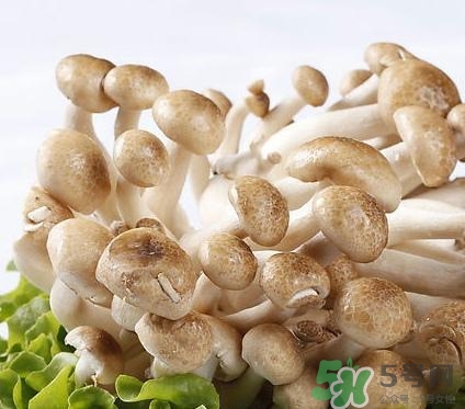 真姬菇的營養(yǎng)價(jià)值 真姬菇的功效與作用 真姬菇的營養(yǎng)價(jià)值 真姬菇的功效與作用