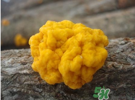 金耳的營(yíng)養(yǎng)價(jià)值 金耳的功效與作用 金耳的營(yíng)養(yǎng)價(jià)值 金耳的功效與作用