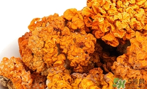 金耳的營(yíng)養(yǎng)價(jià)值 金耳的功效與作用 金耳的營(yíng)養(yǎng)價(jià)值 金耳的功效與作用