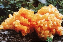 金耳的營(yíng)養(yǎng)價(jià)值 金耳的功效與作用 金耳的營(yíng)養(yǎng)價(jià)值 金耳的功效與作用