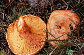 松乳菇的營養(yǎng)價(jià)值 松乳菇的功效 松乳菇的營養(yǎng)價(jià)值 松乳菇的功效