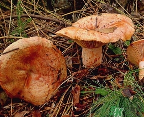 松乳菇的營養(yǎng)價(jià)值 松乳菇的功效 松乳菇的營養(yǎng)價(jià)值 松乳菇的功效