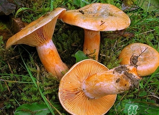 松乳菇的營養(yǎng)價(jià)值 松乳菇的功效 松乳菇的營養(yǎng)價(jià)值 松乳菇的功效