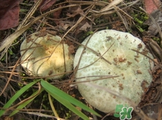 綠菇的營(yíng)養(yǎng)價(jià)值 綠菇的功效作用 綠菇的營(yíng)養(yǎng)價(jià)值 綠菇的功效作用