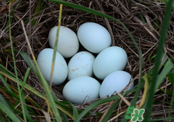 綠殼雞蛋多少錢(qián)一個(gè)？綠殼雞蛋多少錢(qián)一斤？