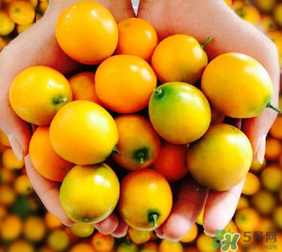 金桔什么時候上市？金桔什么時候成熟？