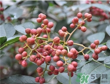 花椒可以驅(qū)蟲嗎?花椒能驅(qū)蟲嗎? 花椒可以驅(qū)蟲嗎?花椒能驅(qū)蟲嗎?