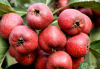 新鮮山楂可以放冰箱嗎？鮮山楂可以冷凍保存嗎？