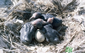 孕婦能吃毛蛋嗎?孕婦吃毛蛋有影響嗎 孕婦能吃毛蛋嗎?孕婦吃毛蛋有影響嗎